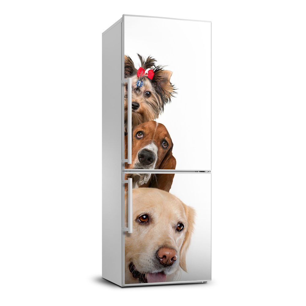 Foto nálepka na chladničku stenu Psy a mačky