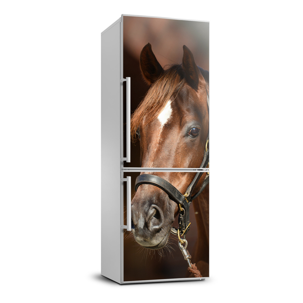 Nálepka fototapeta chladnička Portrét koňa