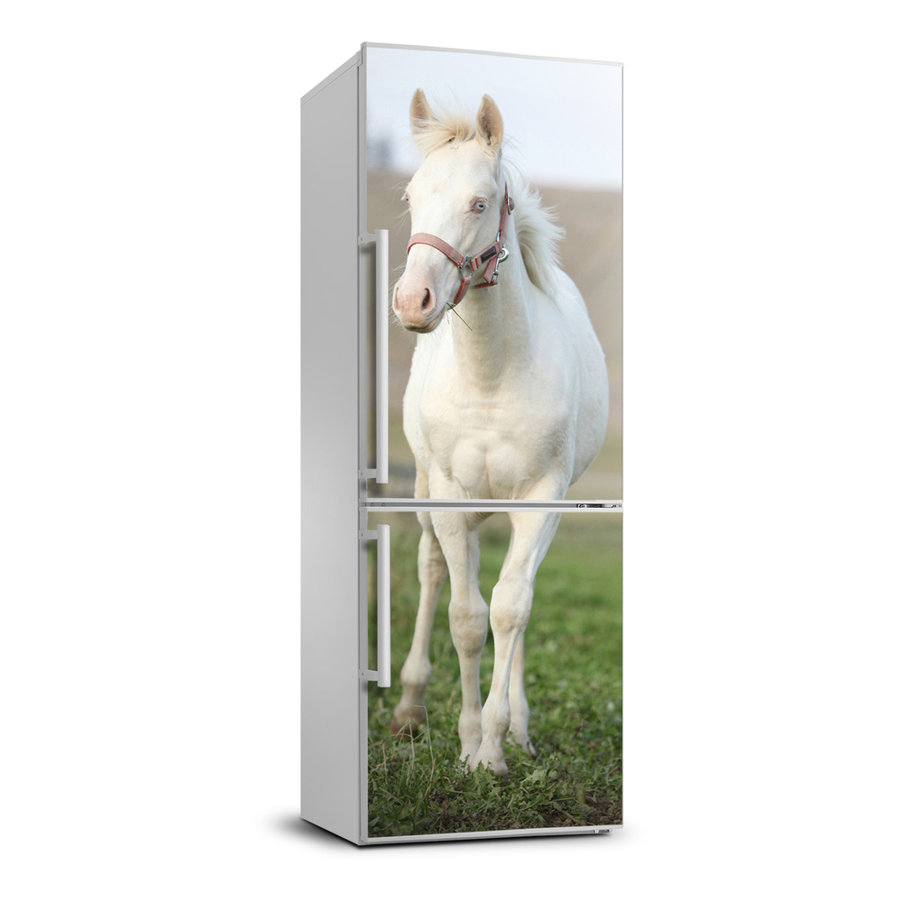 Foto tapeta na chladničku Kôň albín