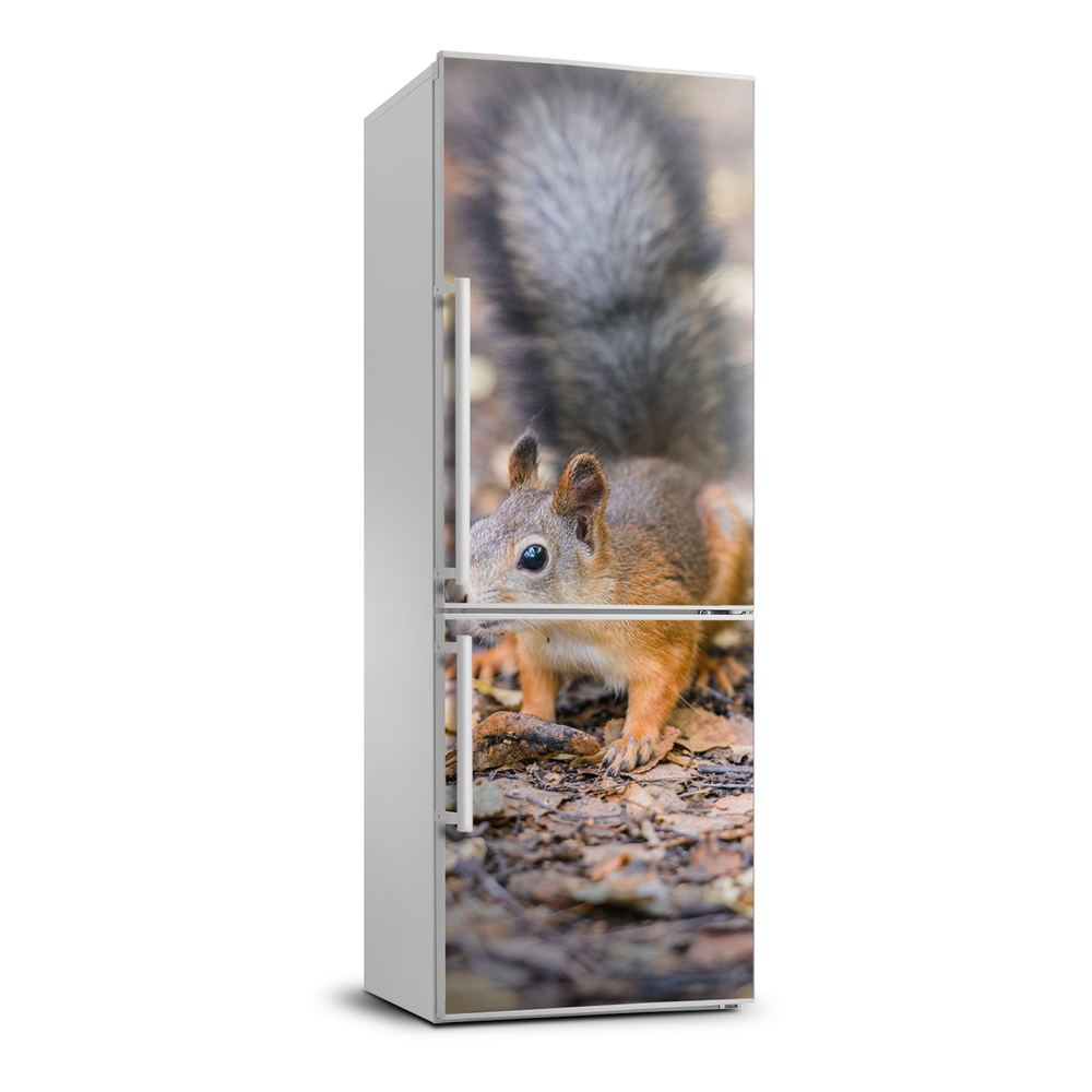 Foto nálepka na chladničku Veverička v lese