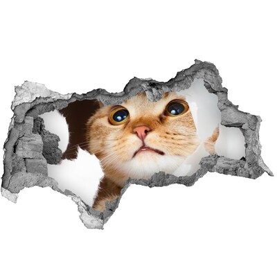 Diera 3D fototapeta na stenu Mačka v diere