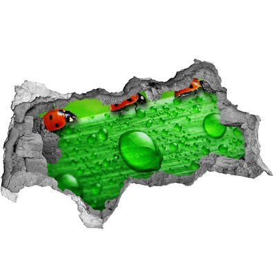 Diera 3D fototapeta Kvapka rosy na liste