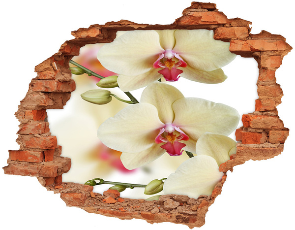 Diera 3D fototapeta nálepka Orchidea