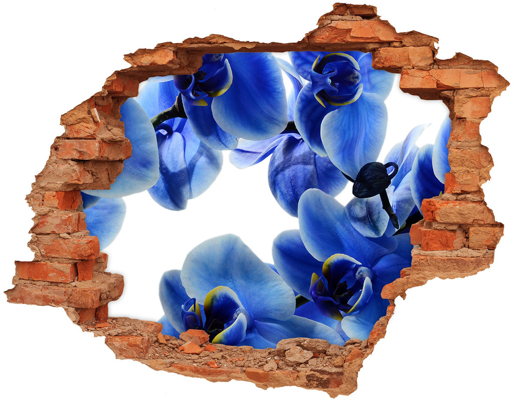 Fototapeta diera na stenu Modrá orchidea
