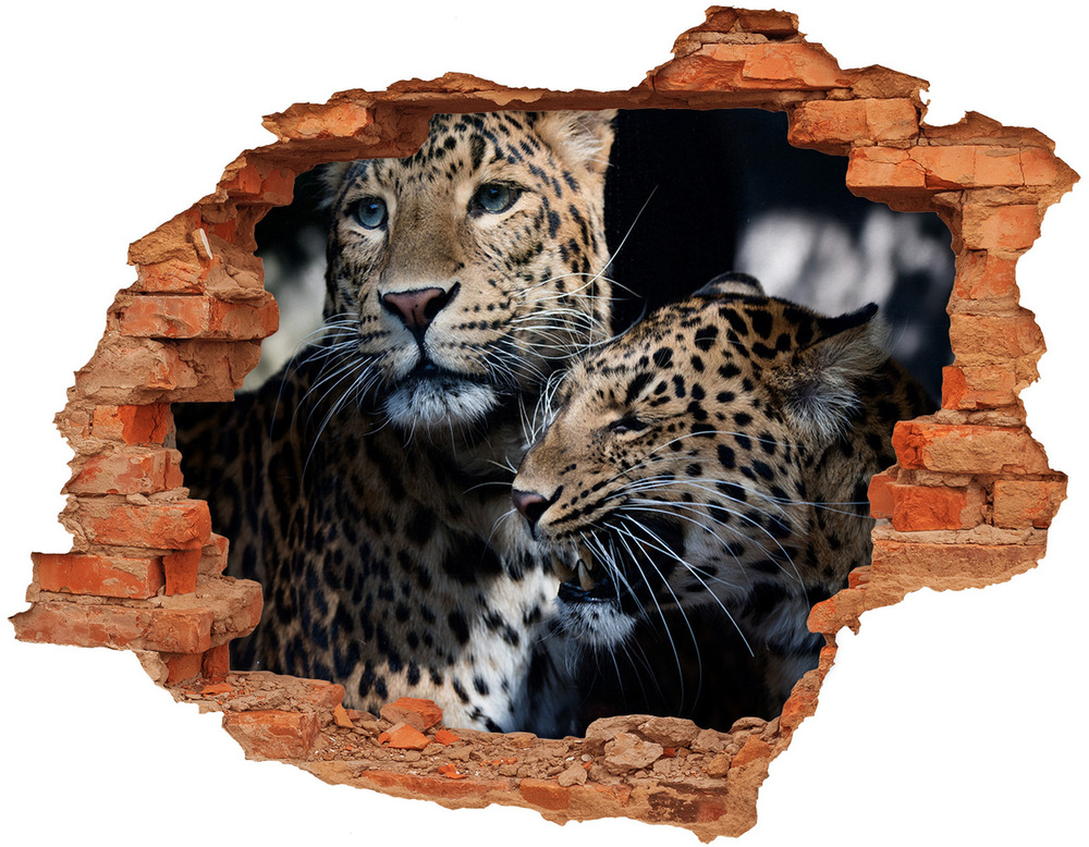 Fototapeta diera na stenu Dva leopardy