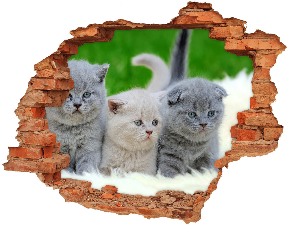 Diera 3D v stene nálepka Tri mačky na deke