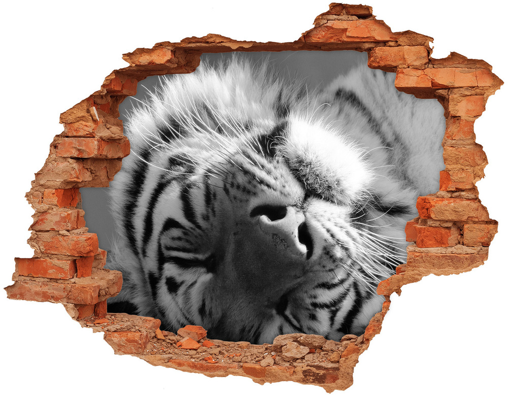 Fototapeta diera na stenu Spiace tiger