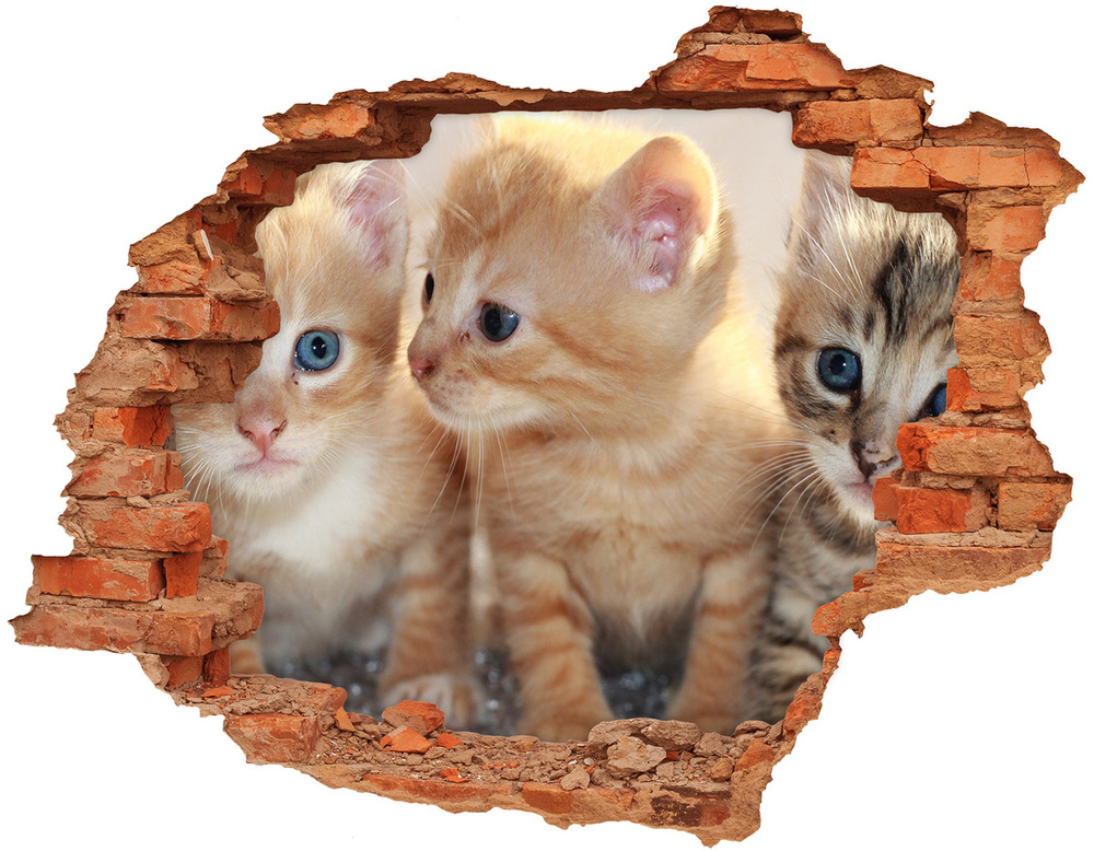 Fototapeta diera na stenu Malé mačky