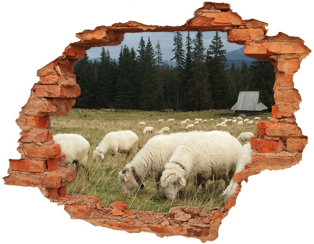 Fototapeta diera na stenu Pasúce sa ovce