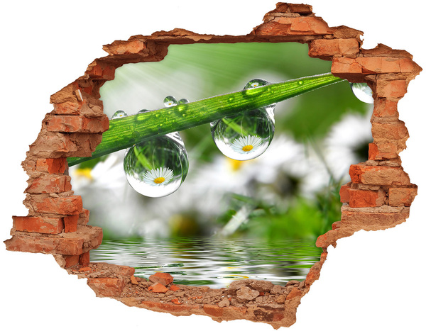 Fototapeta diera na stenu Kvetinová oáza s kvapkami vody