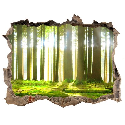 Nálepka fototapeta 3D výhled Forest na slnku