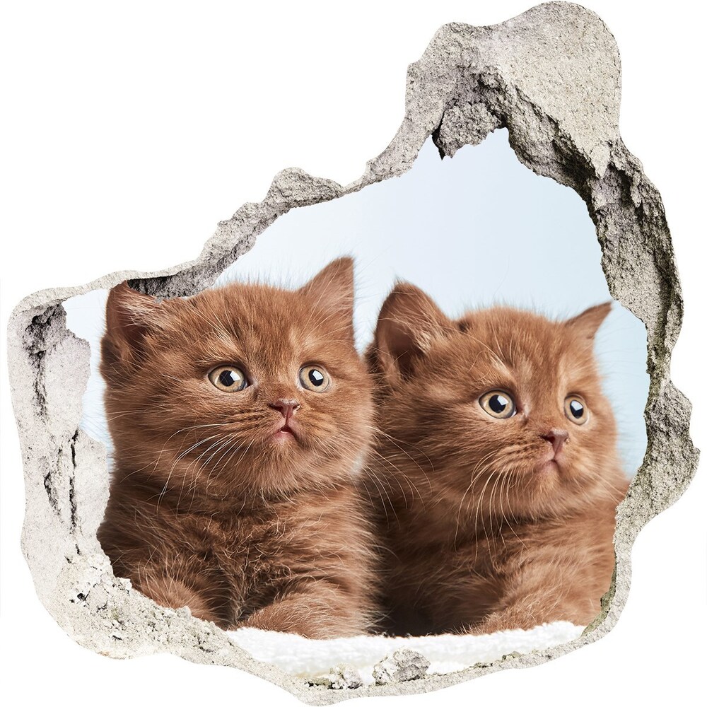 Fototapeta diera na stenu Mačky na uterák