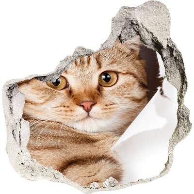 Foto fotografie diera na stenu Mačka v diere v stene
