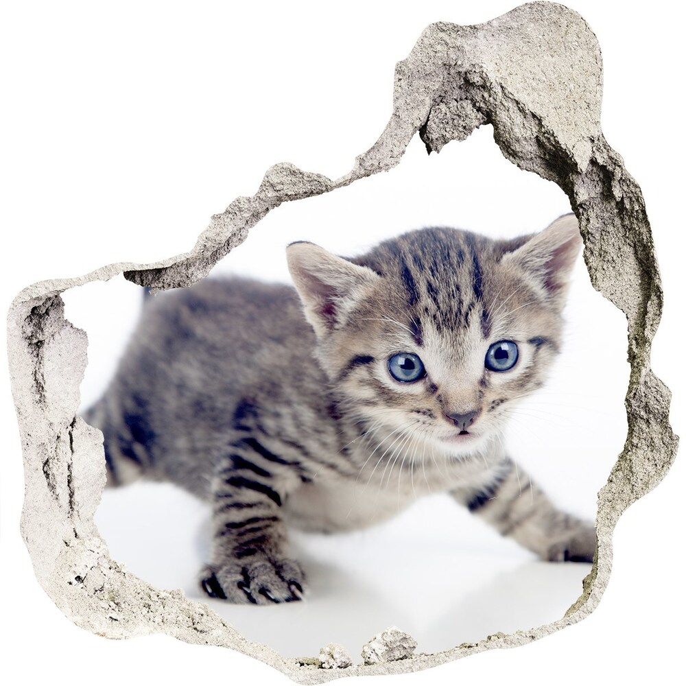 Samolepiaca diera na stenu Malá mačka