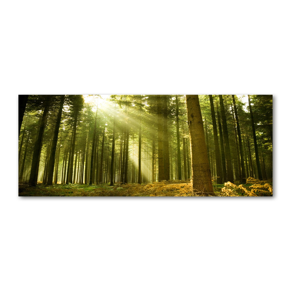 Moderný akrylový fotoobraz Sosnová les