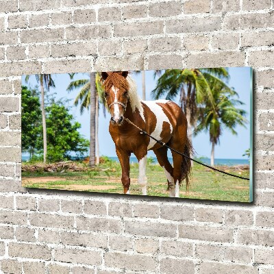 Moderný akrylový fotoobraz Strakatý kôň
