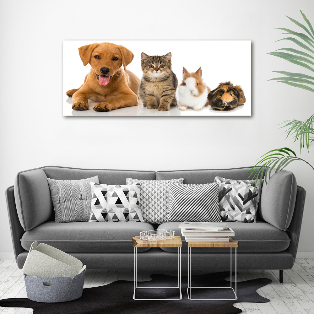 Foto obraz akrylový na stenu Pes a mačka
