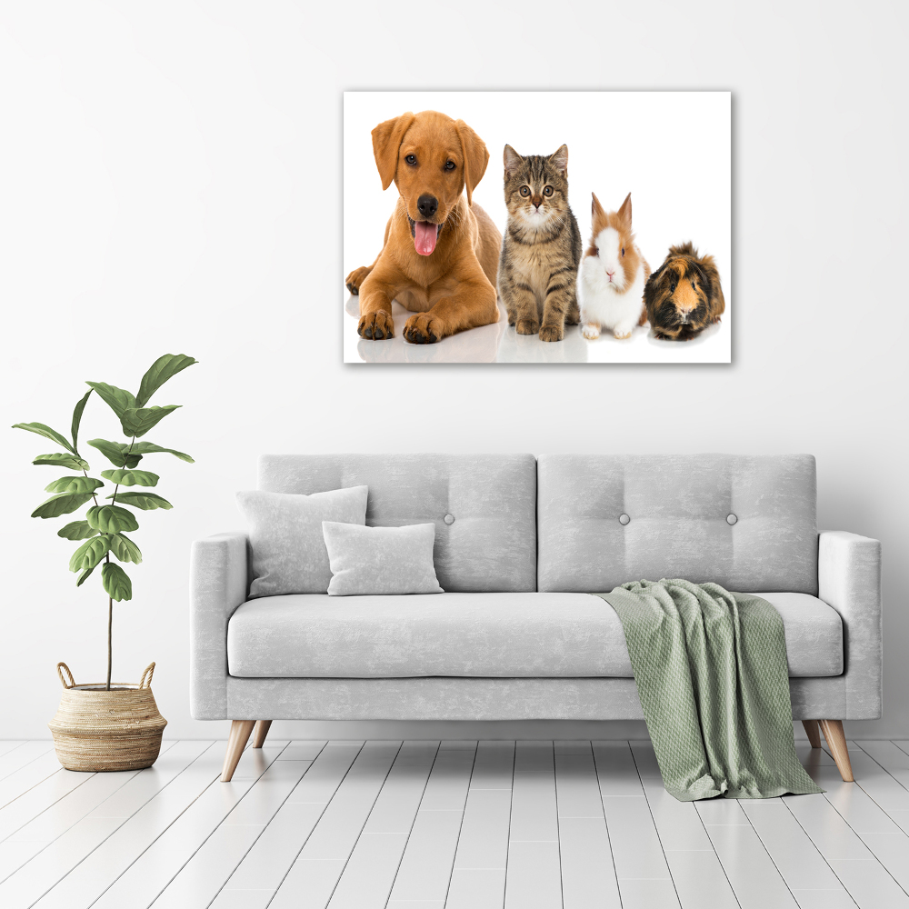 Foto obraz akrylový na stenu Pes a mačka