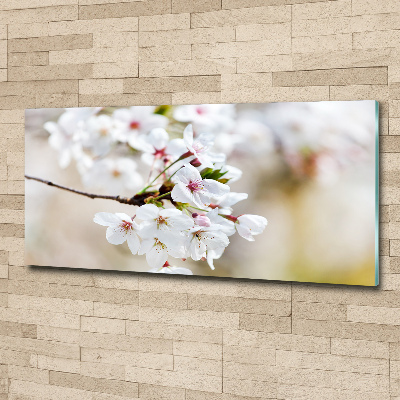Foto obraz akrylový na stenu Kvety višne