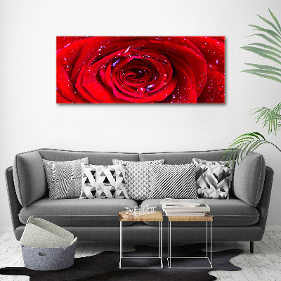 Moderný akrylový fotoobraz Kvet ruže