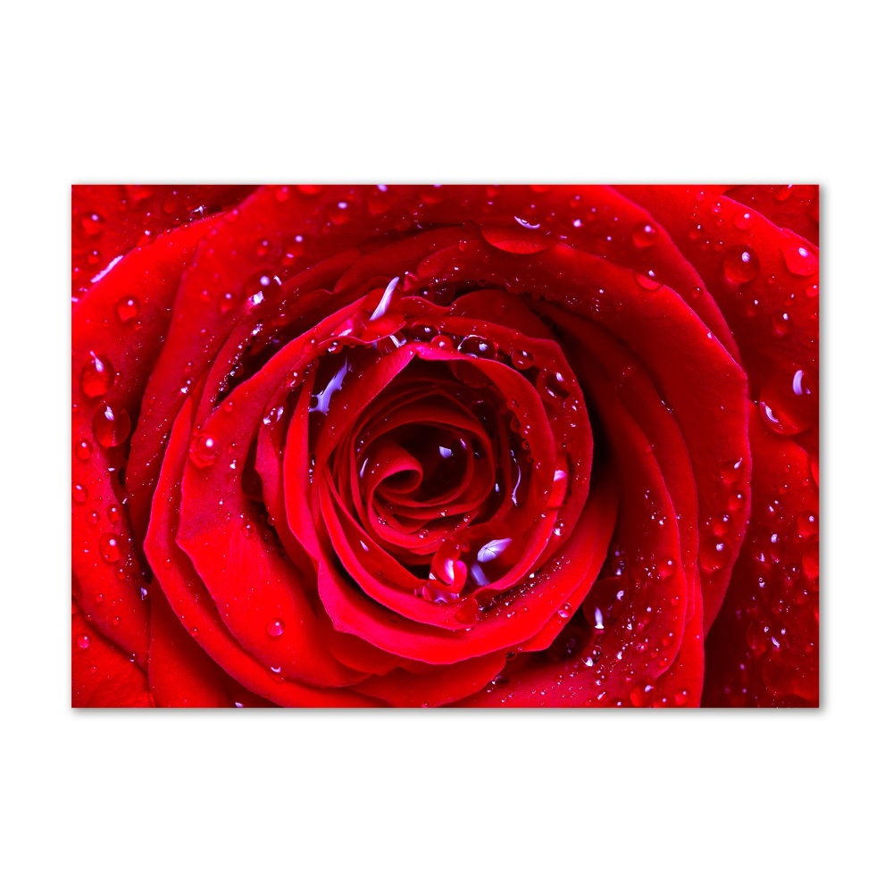Moderný akrylový fotoobraz Kvet ruže