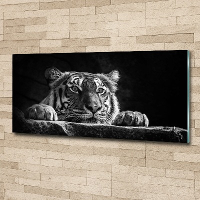 Foto obraz akrylové sklo Tiger
