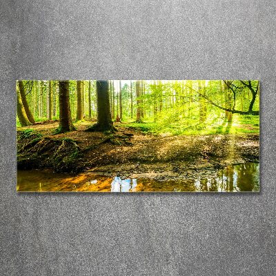 Foto obraz akrylové sklo Slnečné lúče les