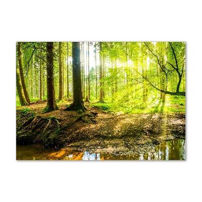 Foto obraz akrylové sklo Slnečné lúče les