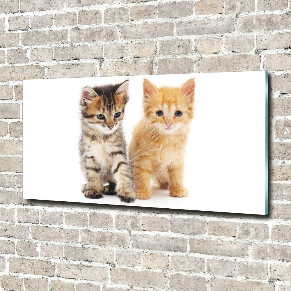 Moderný akrylový fotoobraz Hnedá a červená mačka