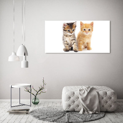 Moderný akrylový fotoobraz Hnedá a červená mačka