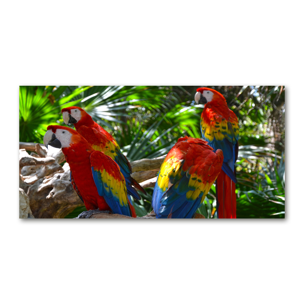 Foto obraz akrylový do obývačky Papagáje ara