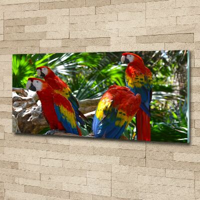 Foto obraz akrylový do obývačky Papagáje ara