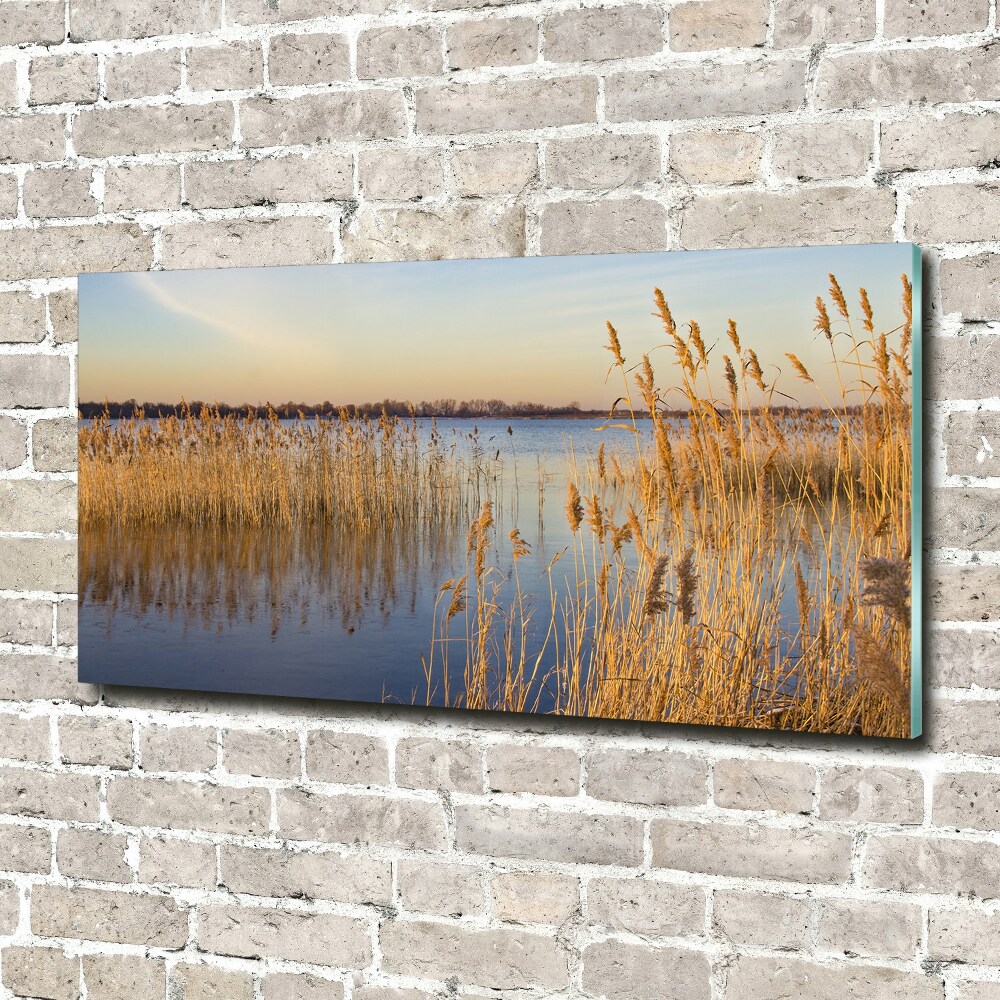 Foto obraz akrylový na stenu Vodné trstina
