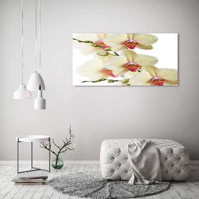 Foto obraz akryl do obývačky Orchidea