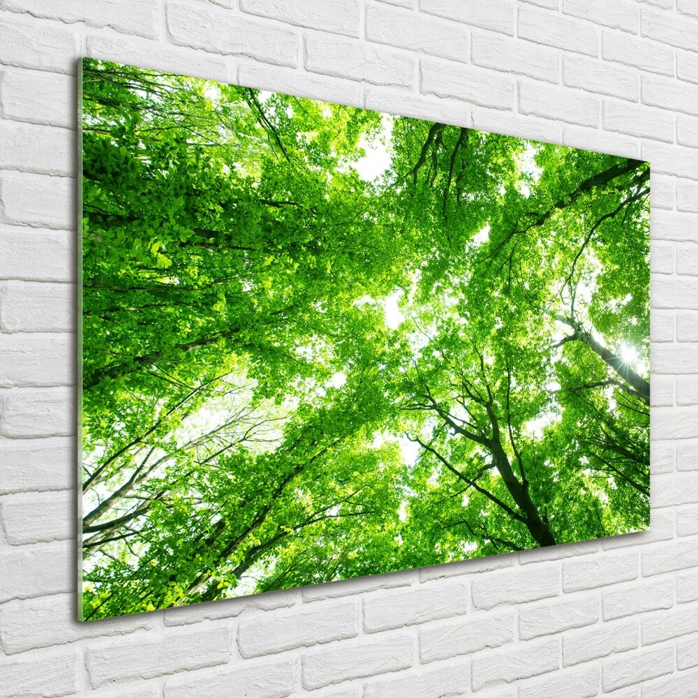 Foto obraz akrylové sklo Zelený les