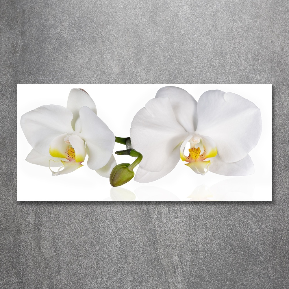 Foto obraz akrylové sklo Orchidea
