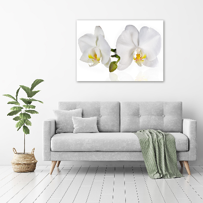 Foto obraz akrylové sklo Orchidea