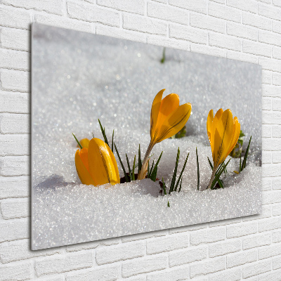 Foto obraz akrylový na stenu Krókusy v snehu