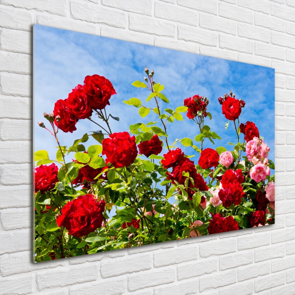 Foto obraz akrylový na stenu Divoké ruže