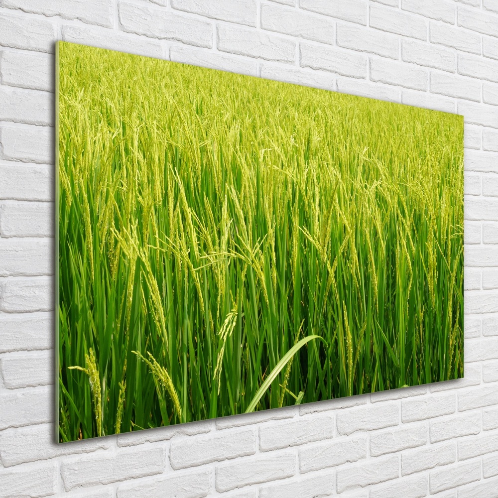 Foto obraz akrylový na stenu Ryžové polia