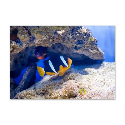 Foto obraz akrylový do obývačky Tropická ryba