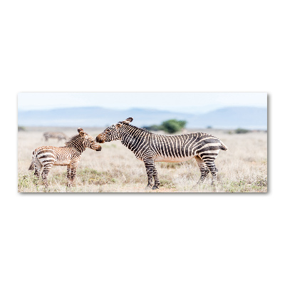 Foto obraz akrylový na stenu Zebry v horách