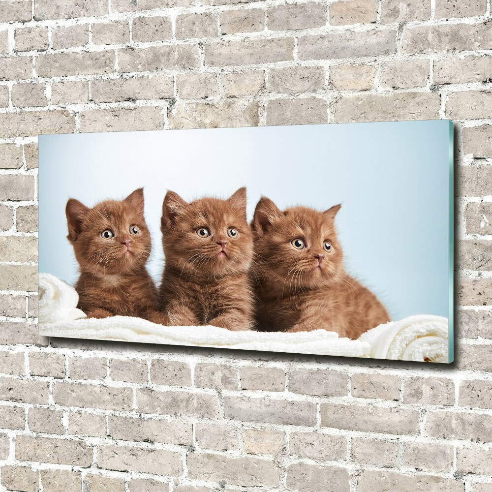 Foto obraz akrylový na stenu Mačky na uteráku