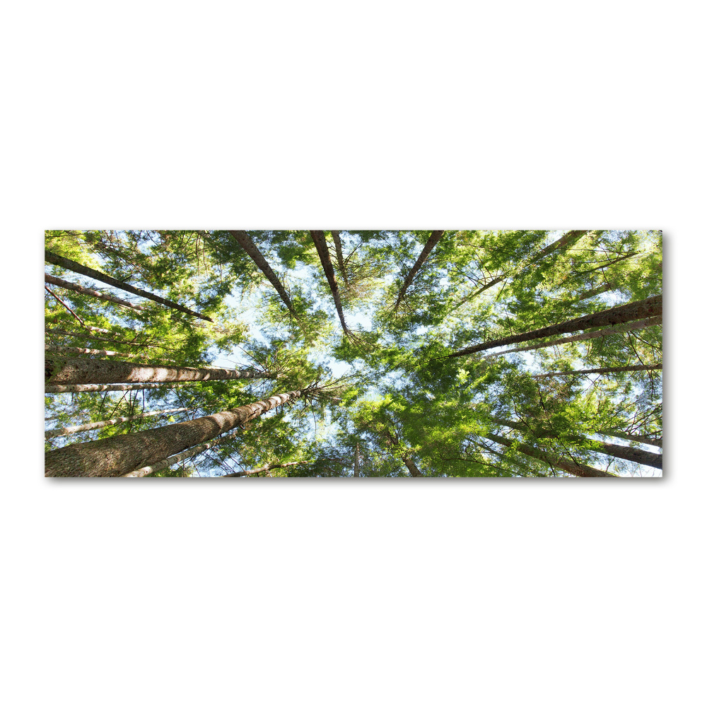 Foto obraz akrylové sklo Koruna stromov