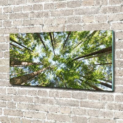 Foto obraz akrylové sklo Koruna stromov