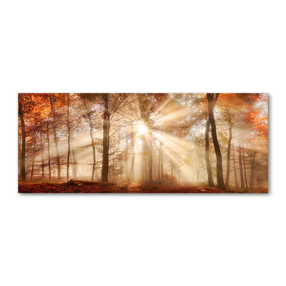Foto obraz akrylový do obývačky Hmla v lese jeseň