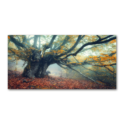 Foto obraz akrylový Starý strom