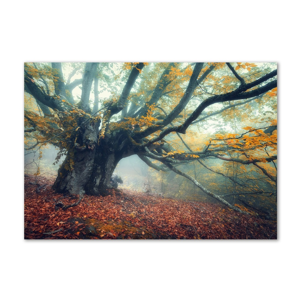 Foto obraz akrylový Starý strom
