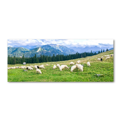 Foto obraz akrylové sklo Ovce v Tatrách