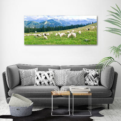 Foto obraz akrylové sklo Ovce v Tatrách